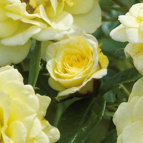 Rosa Summertime - sárga - Csokros virágú - magastörzsű rózsafa- csüngő koronaforma